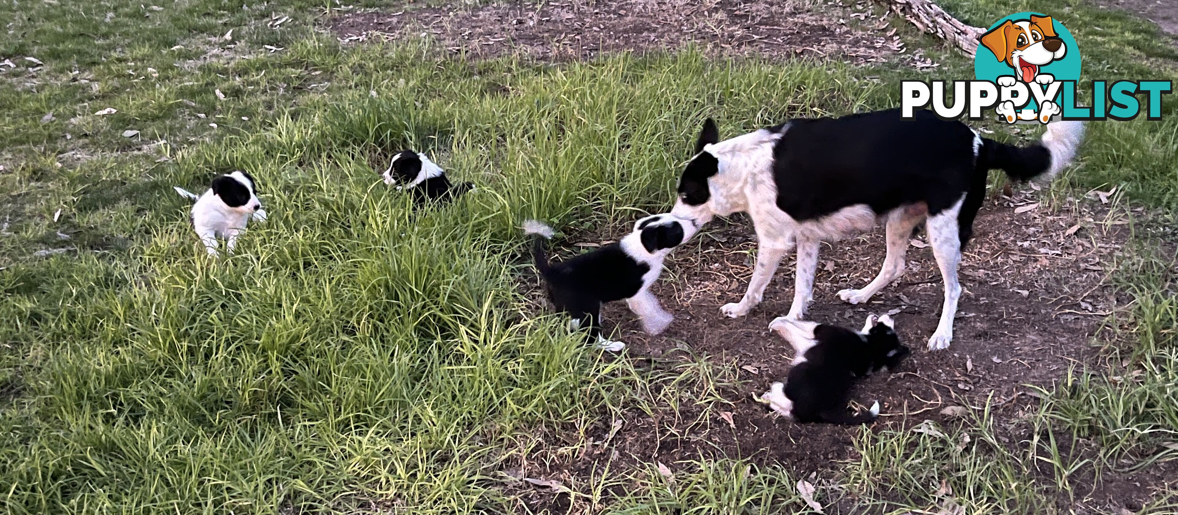 **Adorable Female Purebred Border Collie Puppies!** 🐾