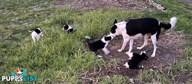 **Adorable Female Purebred Border Collie Puppies!** 🐾