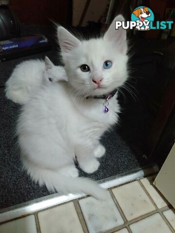 Turkish Angora X Arabian Mau