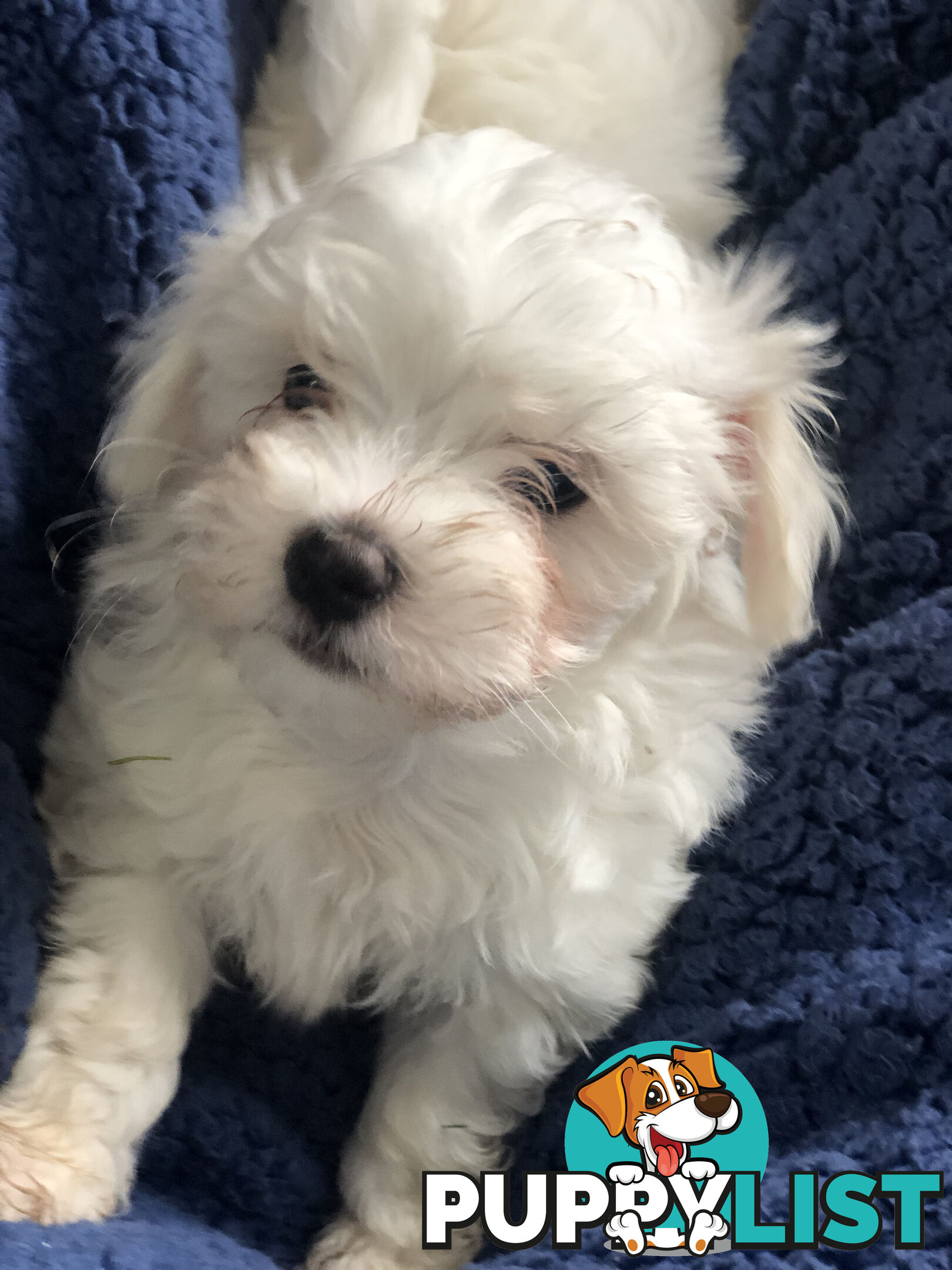 Purebred Maltese puppies - READY TO GO NOW!