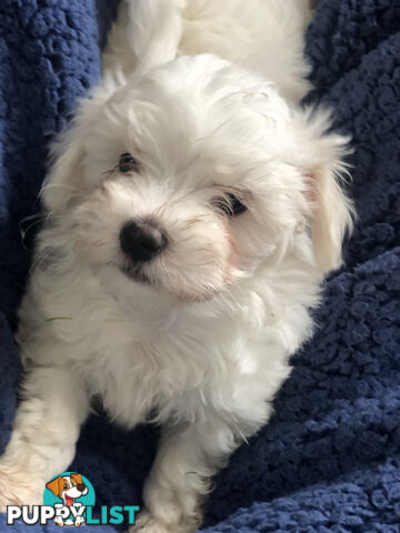Purebred Maltese puppies - READY TO GO NOW!