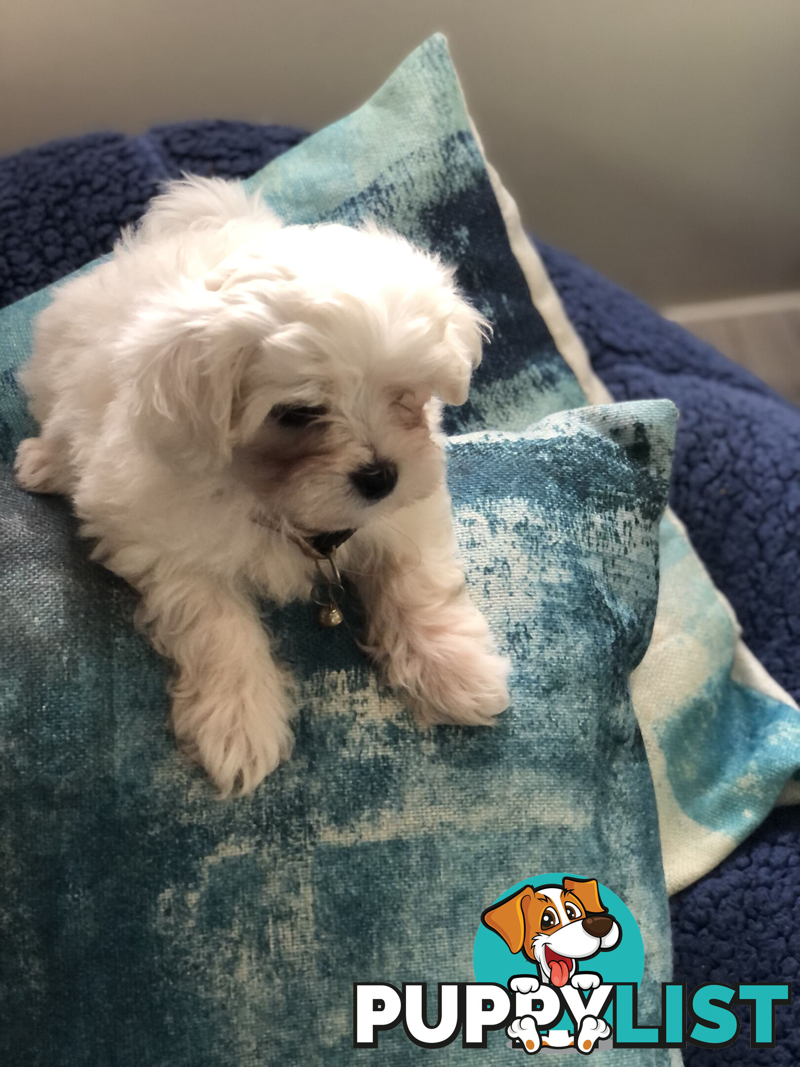 Purebred Maltese puppies - READY TO GO NOW!