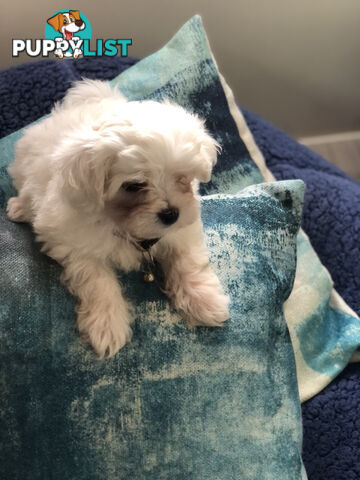 Purebred Maltese puppies - READY TO GO NOW!