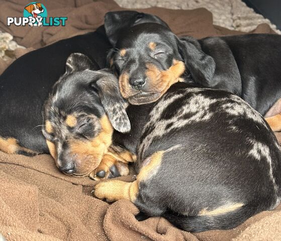 Dachshund puppies