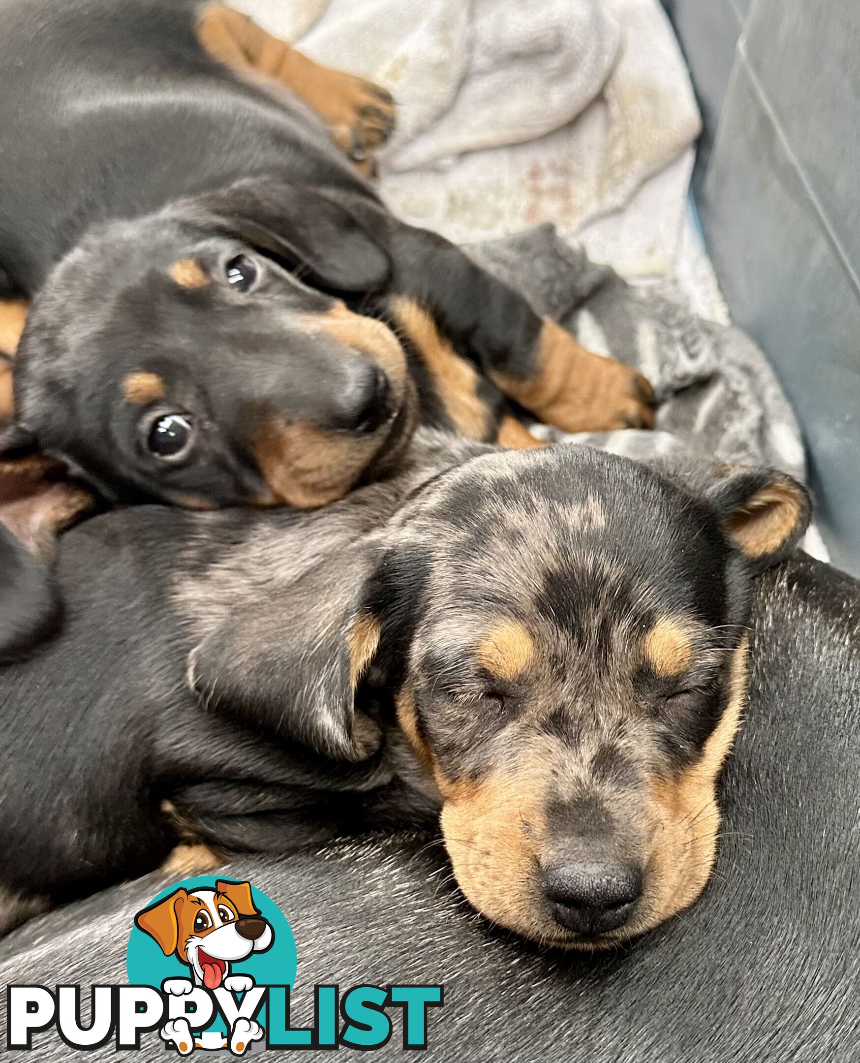 Dachshund puppies