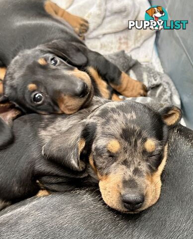 Dachshund puppies