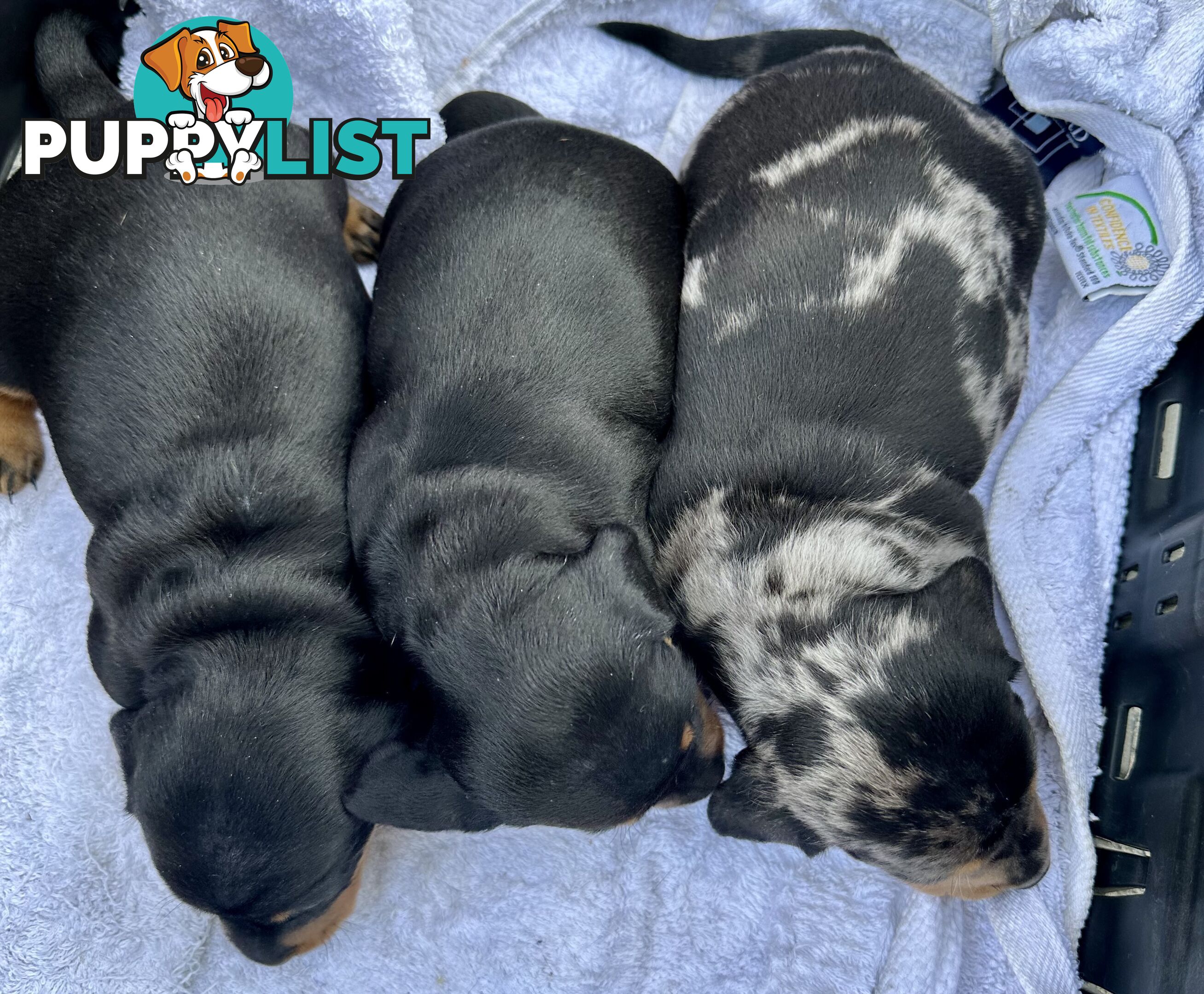 Dachshund puppies