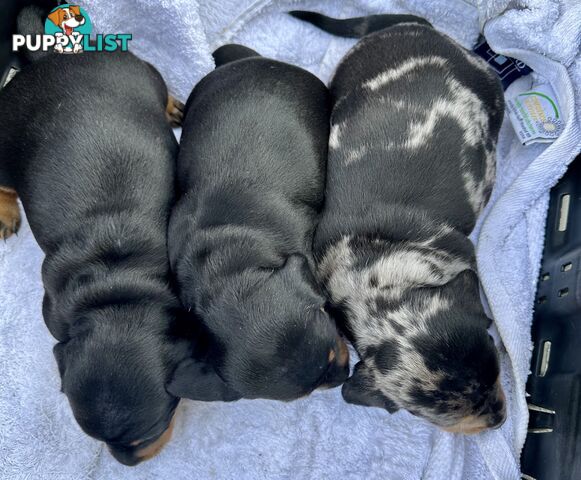 Dachshund puppies