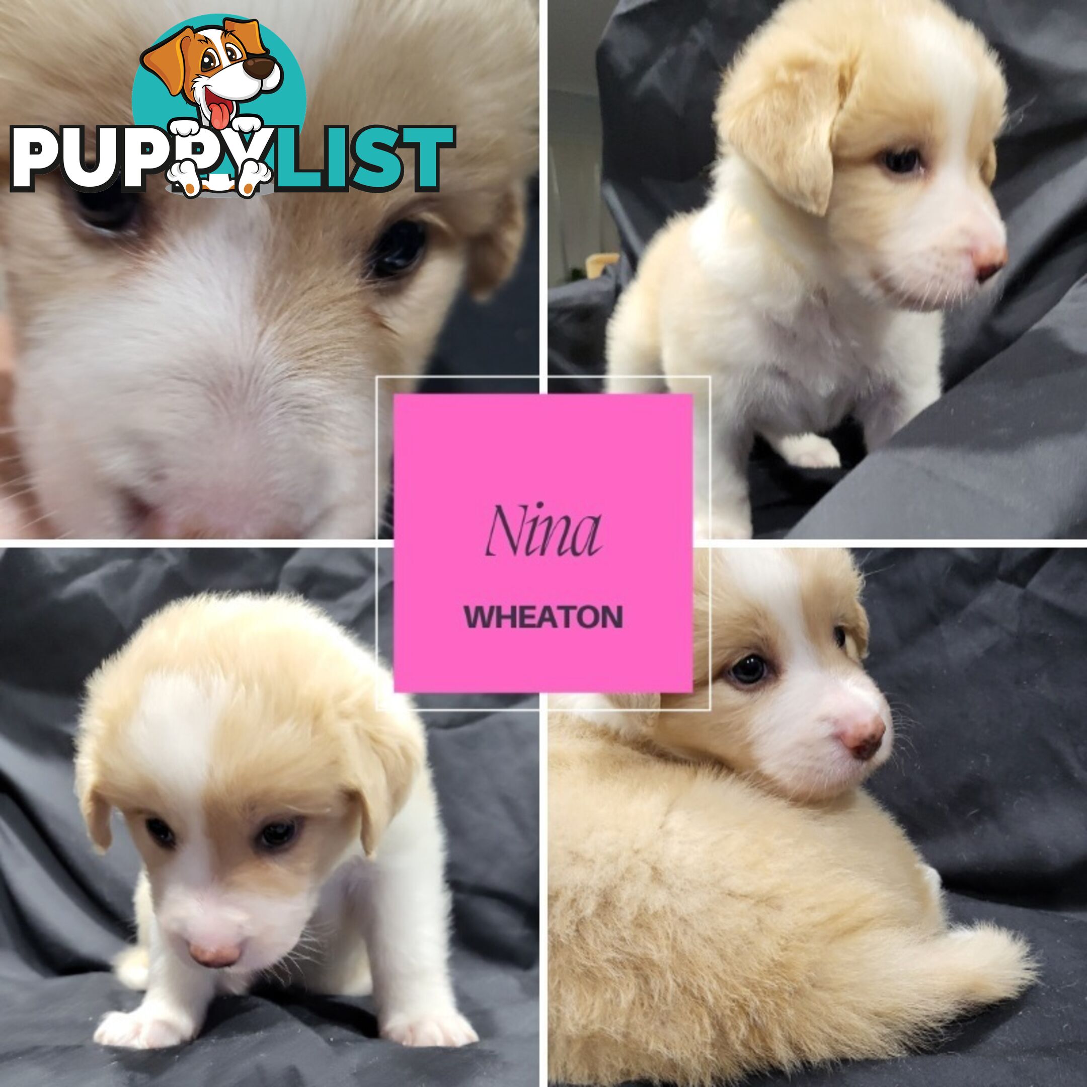 Border Collie Purebred Puppies x 6, from