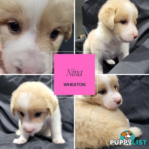 Border Collie Purebred Puppies