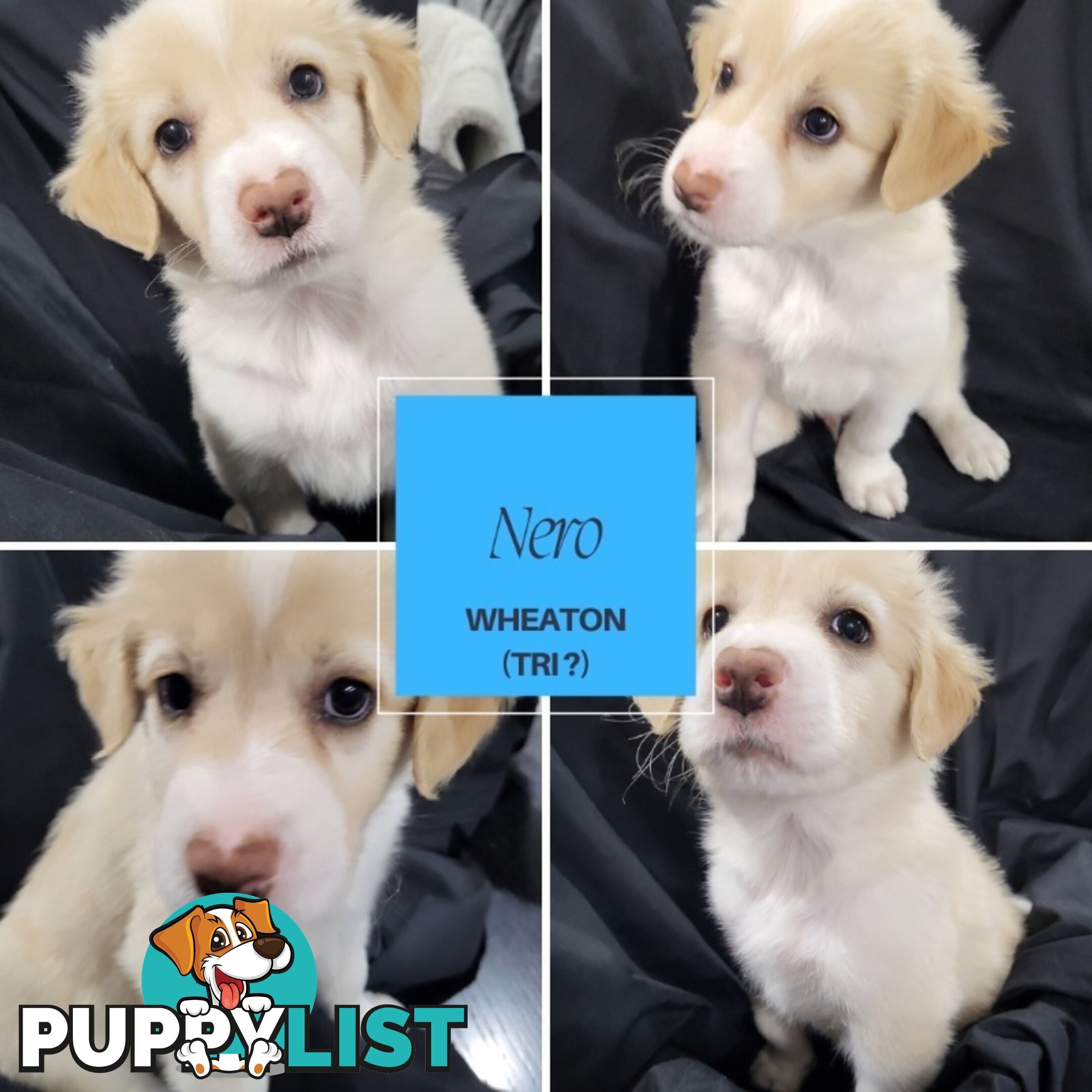 Border Collie Purebred Puppies x 6, from