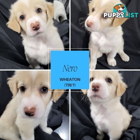 Border Collie Purebred Puppies