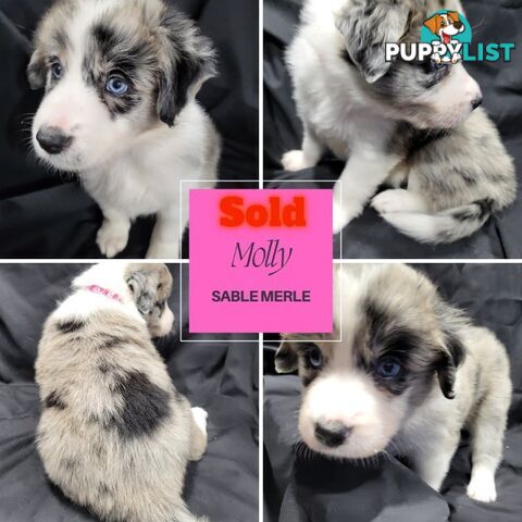 Border Collie Purebred Puppies x 6, from