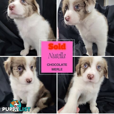 Border Collie Purebred Puppies x 6, from