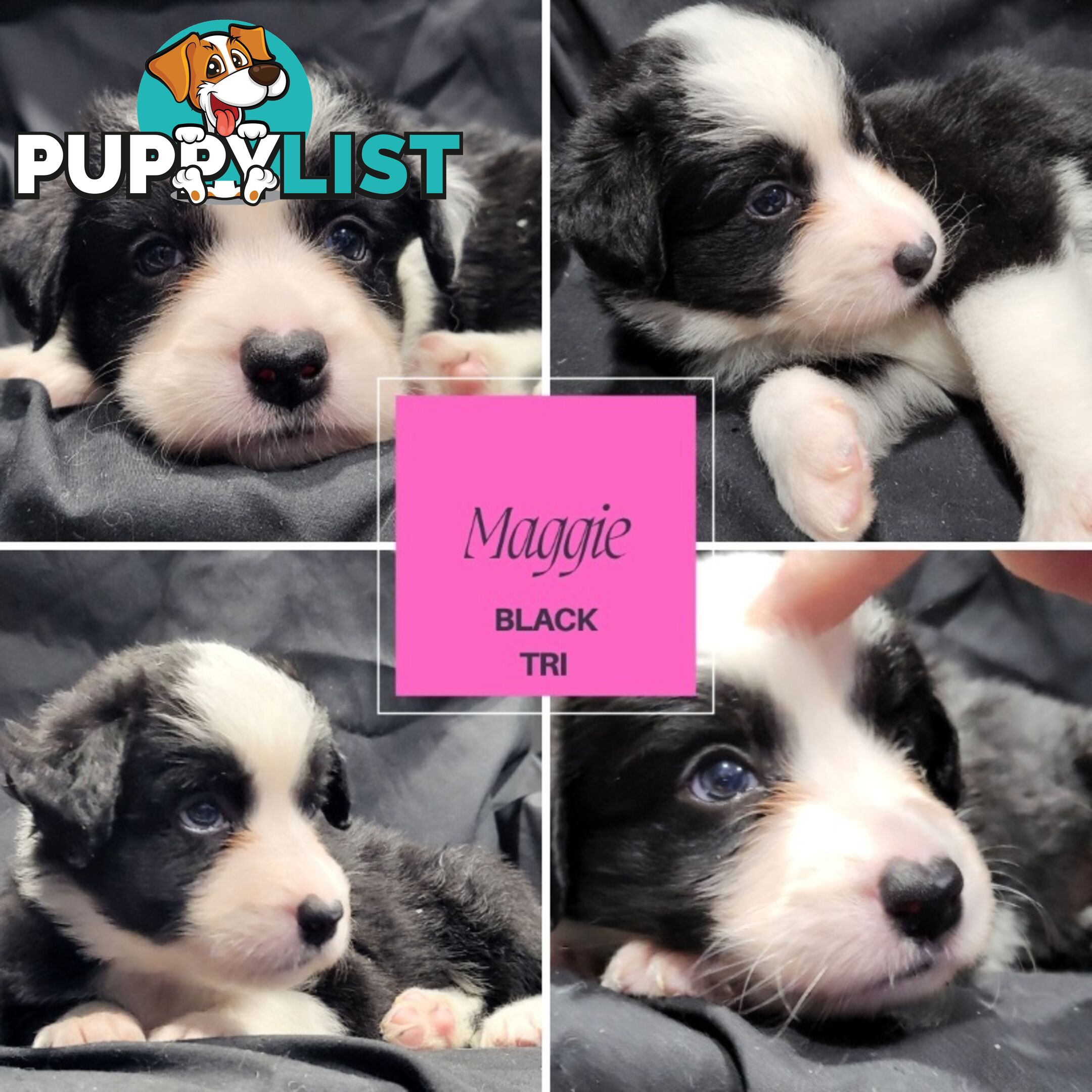 Border Collie Purebred Puppies x 6, from