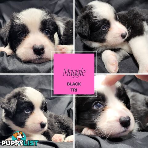 Border Collie Purebred Puppies