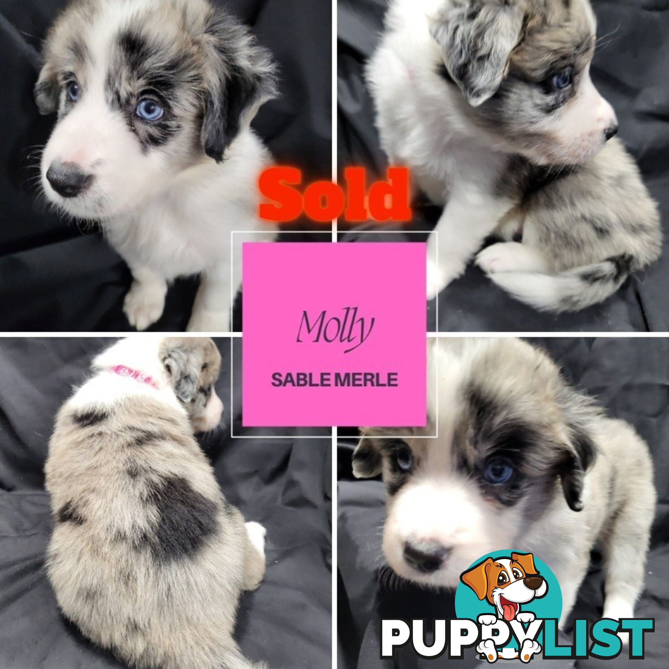 Border Collie Purebred Puppies x 6, from