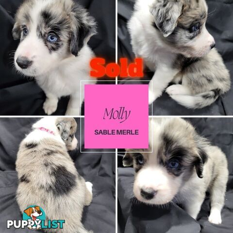 Border Collie Purebred Puppies