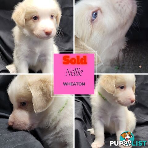 Border Collie Purebred Puppies x 6, from