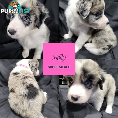 Border Collie Purebred Puppies