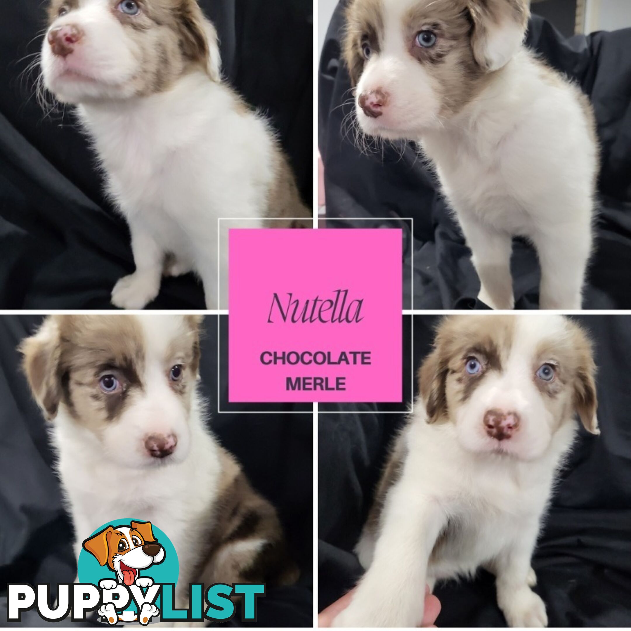 Border Collie Purebred Puppies x 6, from