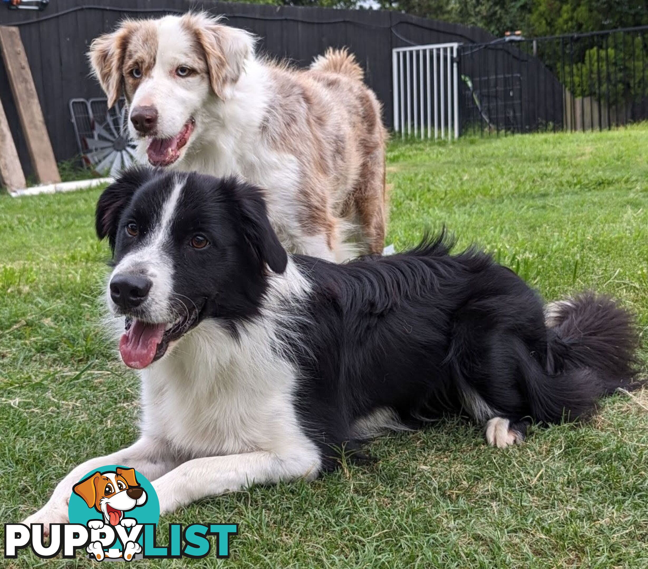 Border Collie Purebred Puppies x 6, from