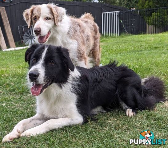 Border Collie Purebred Puppies