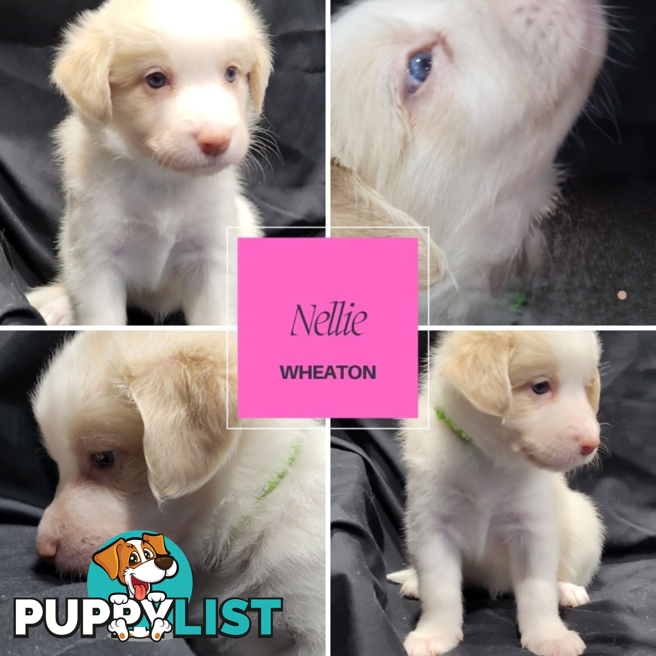 Border Collie Purebred Puppies x 6, from