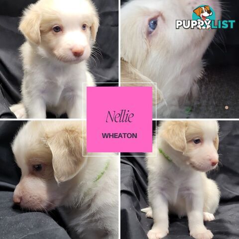 Border Collie Purebred Puppies