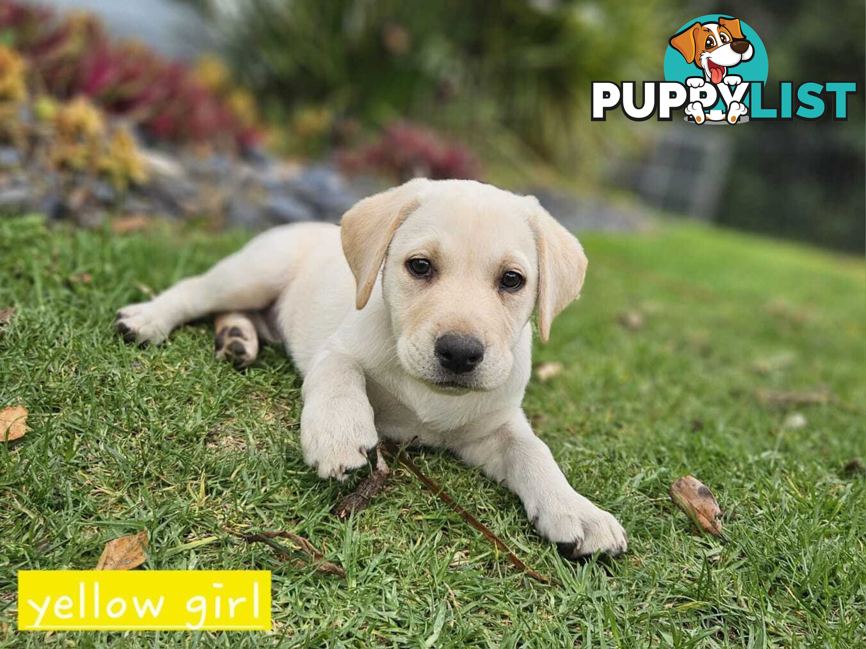 Labrador Pups