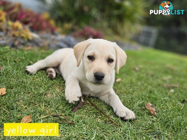 Labrador Pups