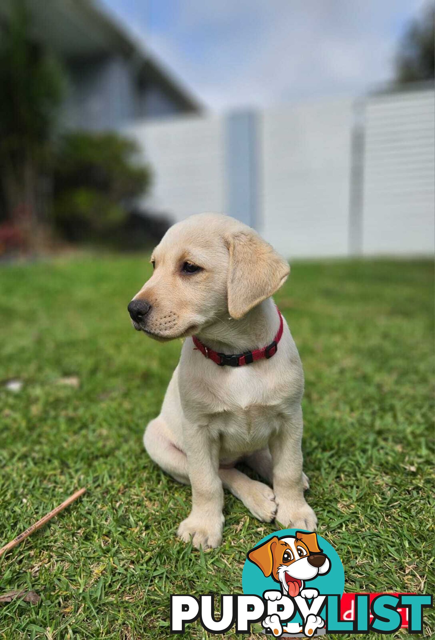 Labrador Pups