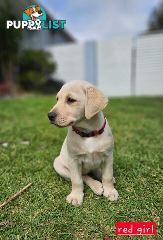 Labrador Pups