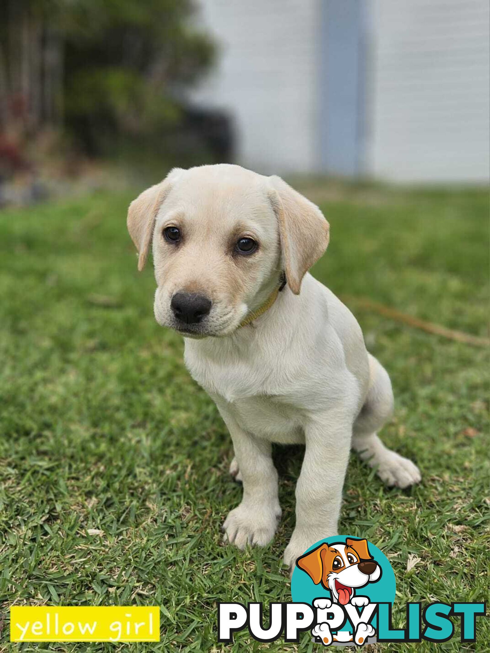 Labrador Pups