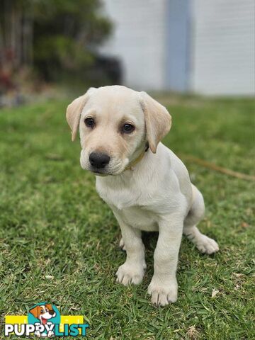 Labrador Pups