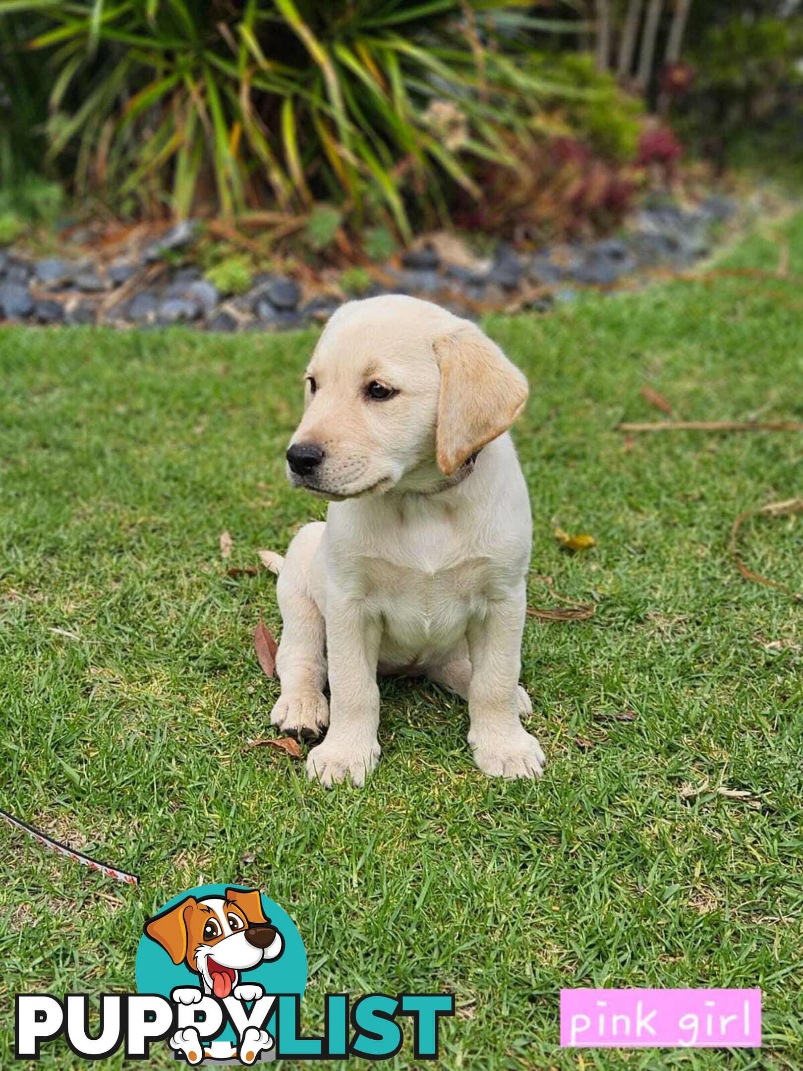 Labrador Pups