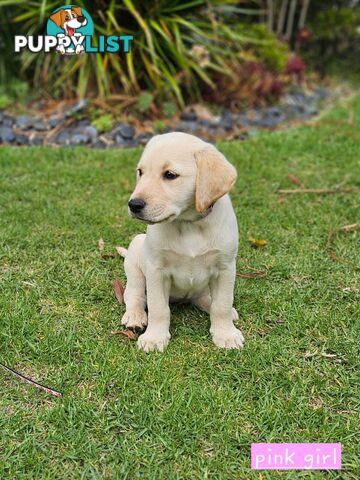 Labrador Pups