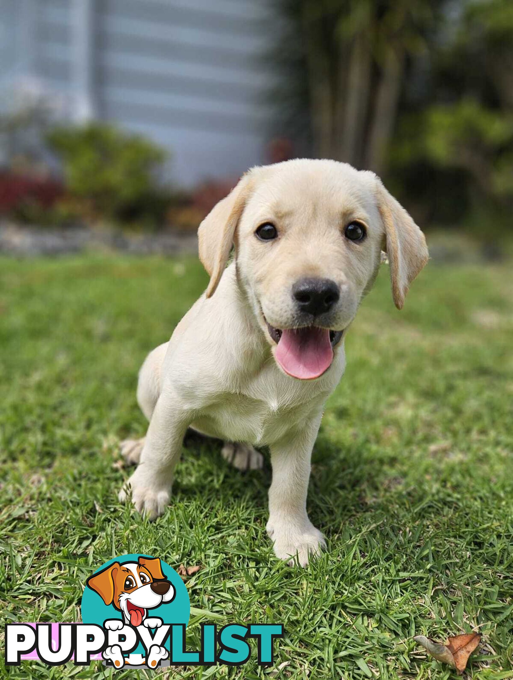 Labrador Pups