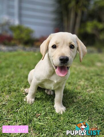 Labrador Pups