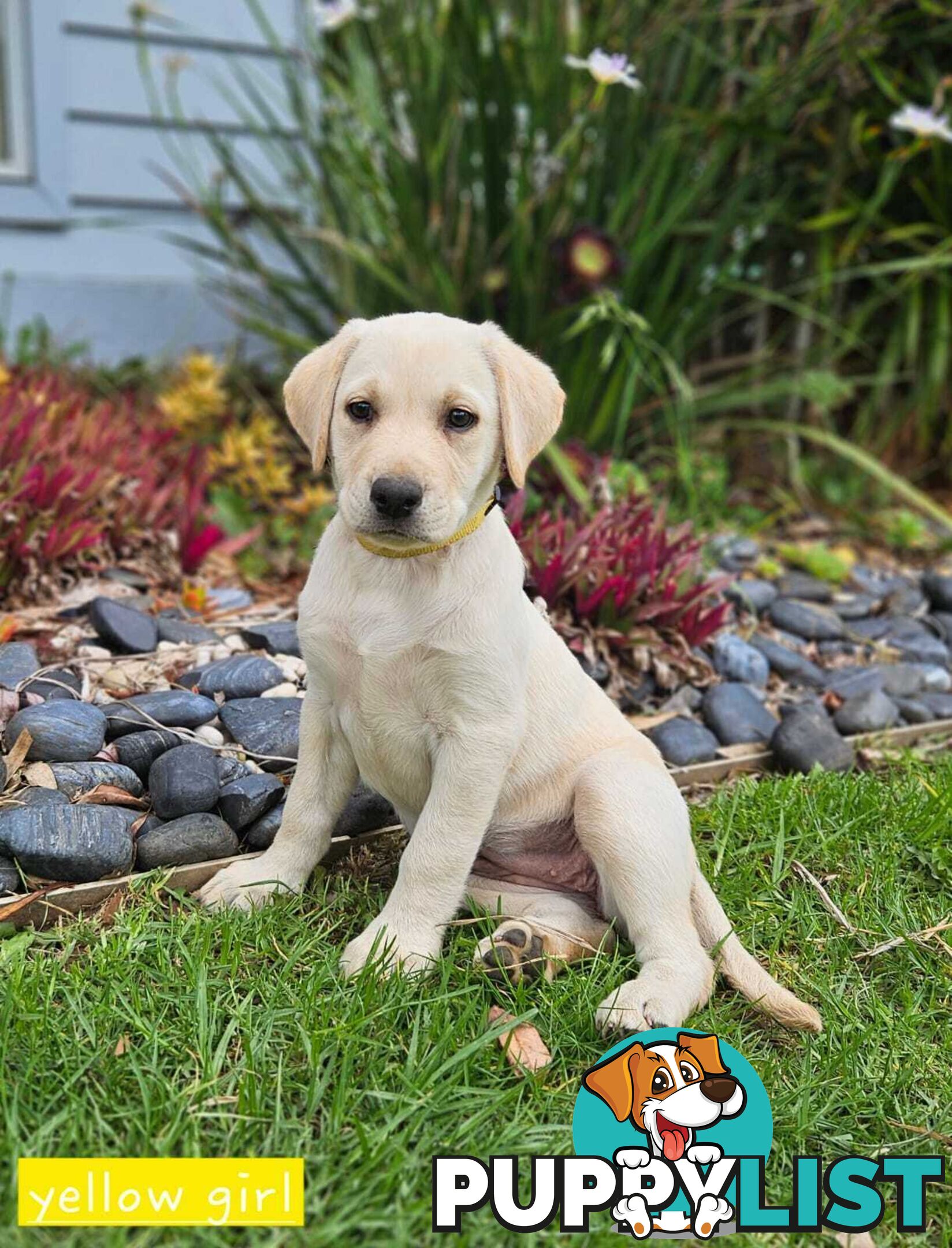 Labrador Pups