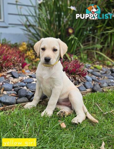 Labrador Pups