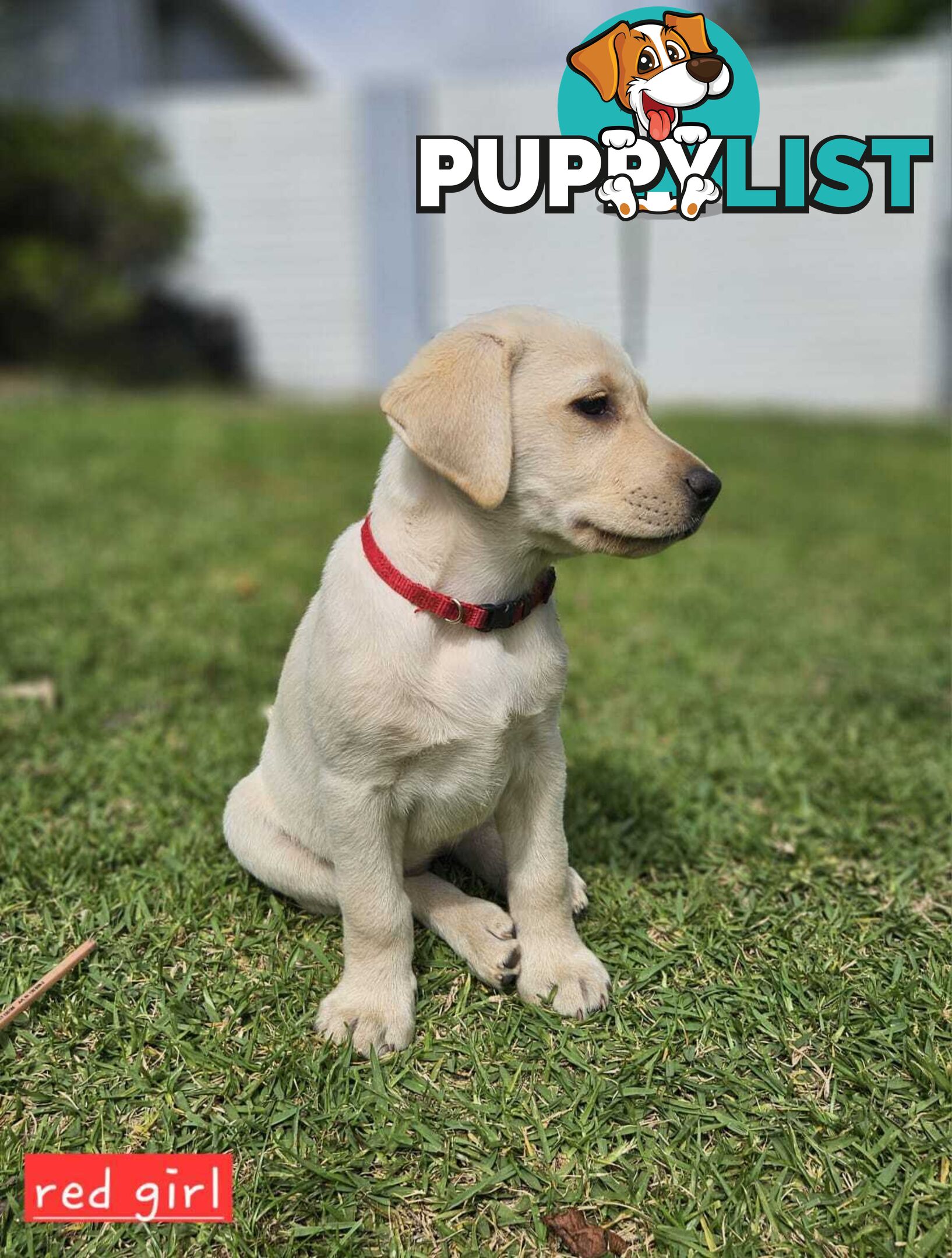 Labrador Pups