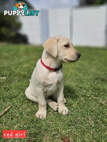 Labrador Pups