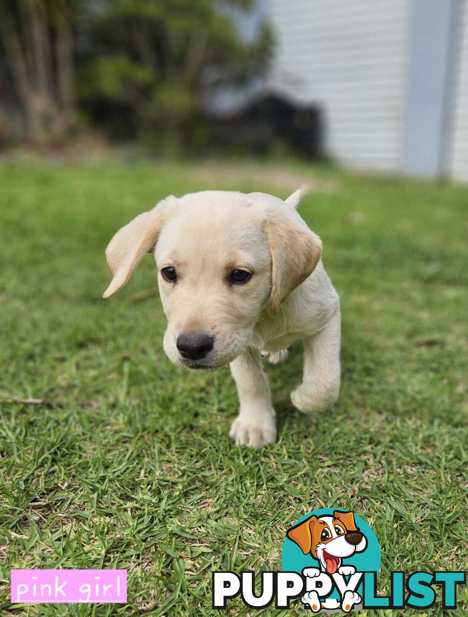 Labrador Pups