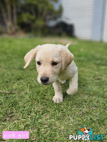 Labrador Pups