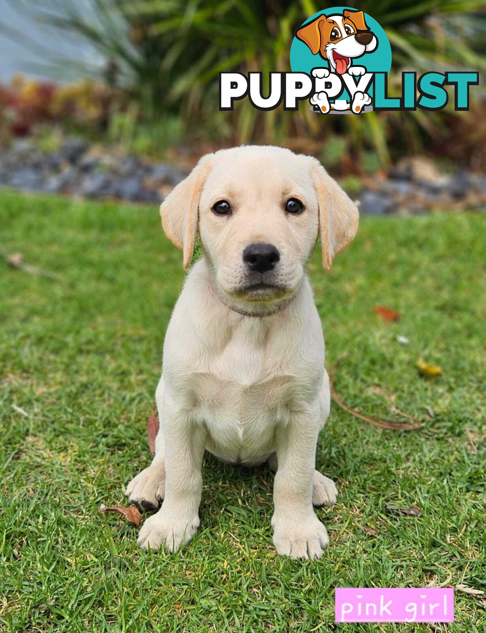 Labrador Pups