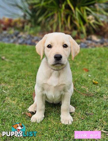 Labrador Pups