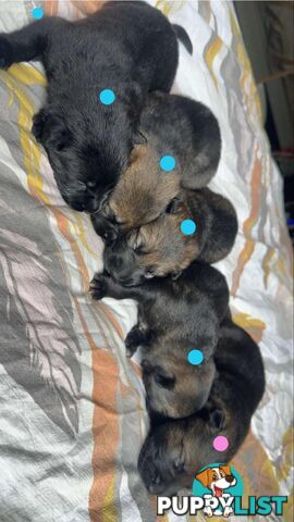 Purebred German Shepard Pups