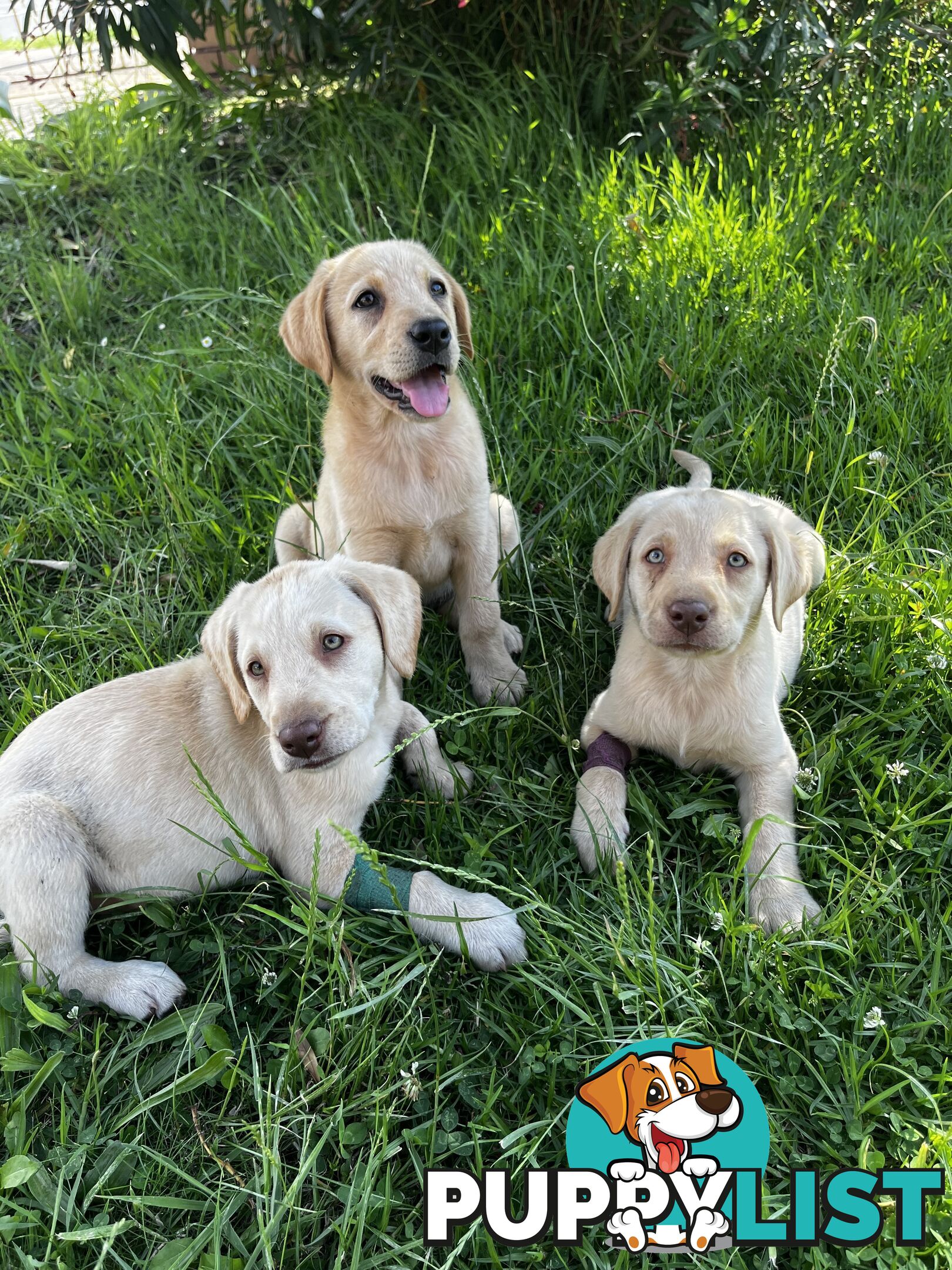 Purebred Labrador Puppies