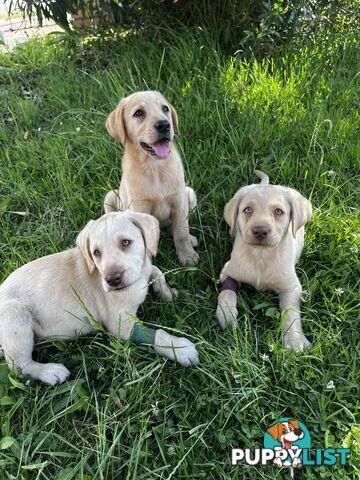 Purebred Labrador Puppies